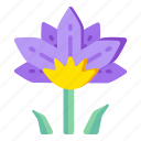 flower, flora, blossom, lotus, water lily 
