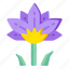 flower, flora, blossom, lotus, water lily 