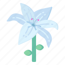 flower, flora, blossom, lilium, white lily 