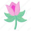 flower, flora, blossom, botanical tulip, pink tulip 