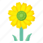 flower, flora, blossom, helianthus, sunflower 