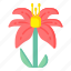 flower, flora, blossom, lilium, western lily 