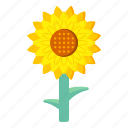 flower, flora, blossom, helianthus, sunflower 