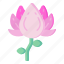 flower, flora, blossom, nature, japanese camellia 