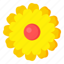 flower, flora, blossom, yellow flower, dandelion flower 