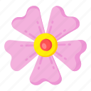 flower, flora, blossom, potentilla, cinquefoil flower