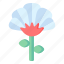 flower, flora, blossom, cerastium tomentosum, white flower 