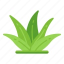 herb, plant, nature, aloe vera, barbadensis miller