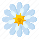 flower, flora, blossom, perennis, daisy
