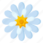 flower, flora, blossom, perennis, daisy 