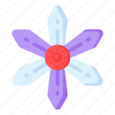 flower, flora, blossom, siskiyou lewisia, lewisia cotyledon