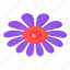 flower, flora, blossom, perennis, purple daisy 