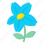 flower, flora, blossom, myosotis latifolia, blooming flower 