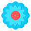 flower, flora, blossom, blue calendula, blooming flower 