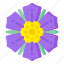 flower, flora, blossom, bipinnatus, violet cosmos 