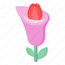 flower, flora, blossom, calla lily, pink flower 
