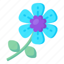 flower, flora, blossom, myosotis latifolia, blooming flower
