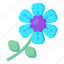 flower, flora, blossom, myosotis latifolia, blooming flower 