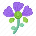 flower, flora, blossom, violet barbatus, blooming flower