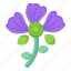 flower, flora, blossom, violet barbatus, blooming flower 