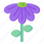 flower, flora, blossom, echinacea purpurea, blooming flower 