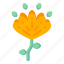 flower, flora, blossom, dubium flower, orange flower 