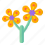 flowers, flora, blossom, botanical anemone, yellow anemone 