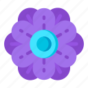 flower, flora, blossom, purple anemone, spring flower 