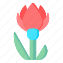 flower, flora, blossom, albanica tulip, red flower 