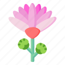 flower, flora, blossom, pink daisy, pink flower 