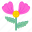 flower, pink flower, dianthus, botanical flower, flower stem 