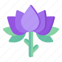flower, flora, blossom, purple lotus, nature 
