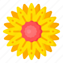 flower, flora, blossom, jamesonii, yellow gerbera 
