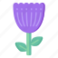 flower, flora, blossom, botanical tulip, purple tulip 