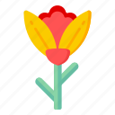flower, flora, blossom, botanical flower, darwin tulip