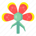 spring flower, flora, blossom, poppy flower, quince flower 