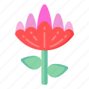 flower, flora, blossom, botanical lily, blooming flower 
