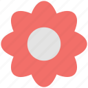 anemone flower, bloom, flower, natural, petal, seasonal, spring