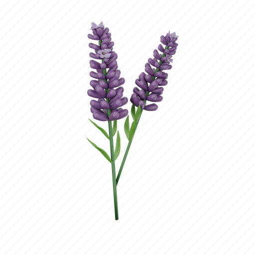 Lavender, flower, flowers, lavender flower, plants, purple flower, purple 3D illustration - Download on Iconfinder