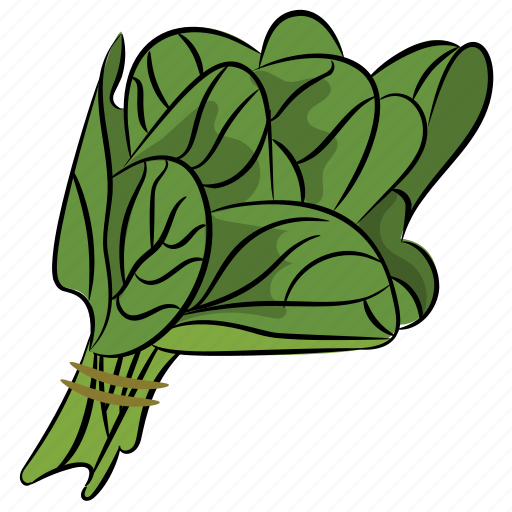 Healthy vegetable, leafy vegetable, spinach, vegetable, vegetable leaves icon - Download on Iconfinder