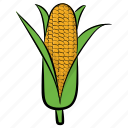 corn cob, maize, ripe corn, sweet corn, yellow corn