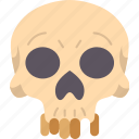 human, skull, anatomy, bone, medical