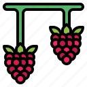 berry, food, fresh, fruit, raspberry