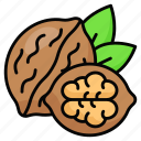 walnut, dryfruit, food, fruit, healthy, tropical, nutritious