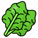 kale, leaves, vegetable, food, healthy, organic, leafy