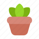 plant, pot, flower, potted, botanical