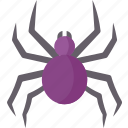 spider, arachnid, animal, insect, poisonous