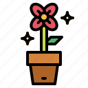 flower, gardening, pot