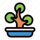 bonsai, tree, plant, gardening