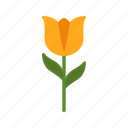 flower, nature, tulip
